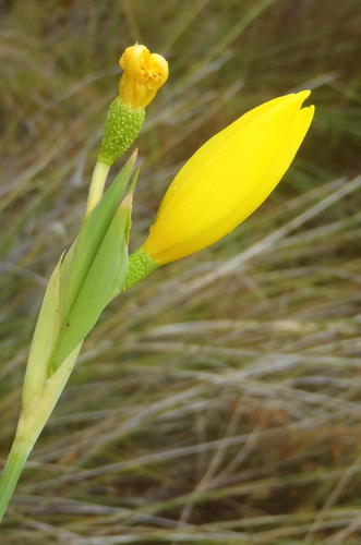 Bobartia aphylla (Bobartia aphylla)
