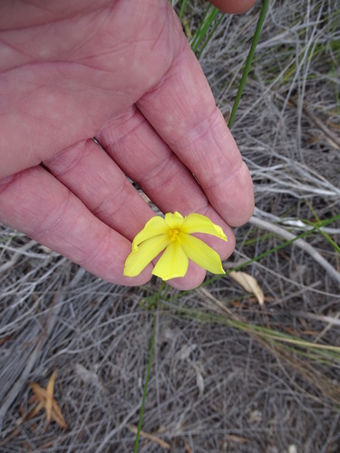 Bobartia aphylla (Bobartia aphylla)