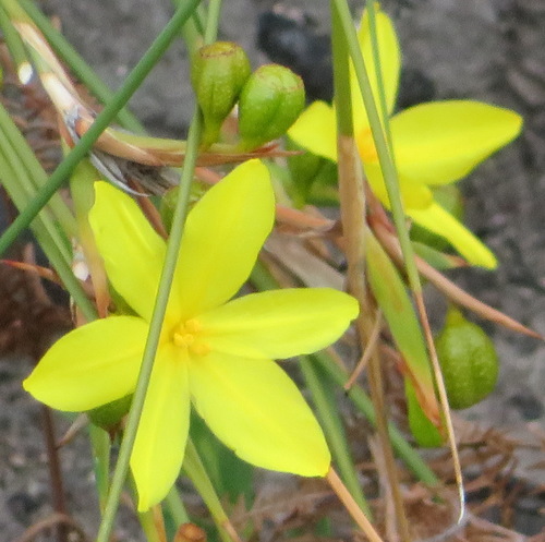 Bobartia aphylla (Bobartia aphylla)