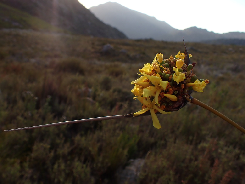 Bobartia fasciculata (Bobartia fasciculata)