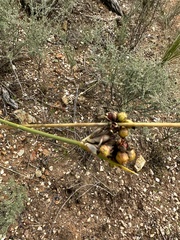 Bobartia fasciculata (Bobartia fasciculata)