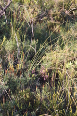 Bobartia indica (Bobartia indica)