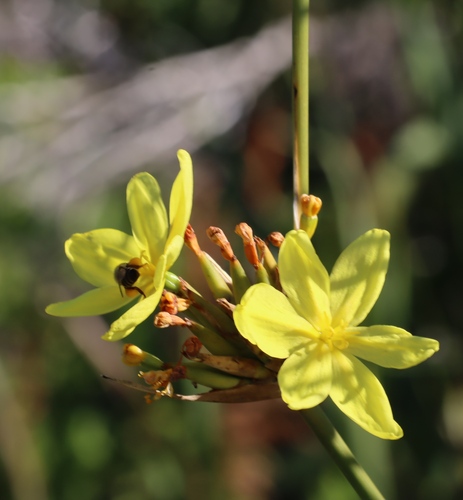 Bobartia indica (Bobartia indica)