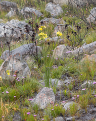 Bobartia indica (Bobartia indica)