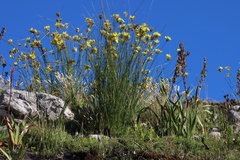 Bobartia indica (Bobartia indica)