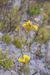 Bobartia indica (Bobartia indica)
