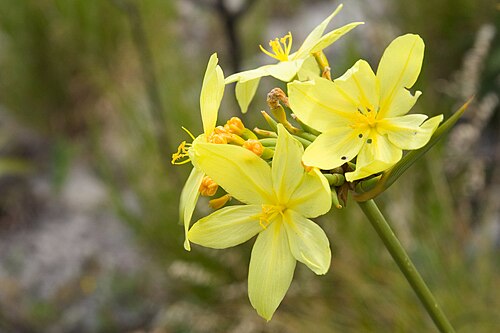 Bobartia indica: Bobartia indica