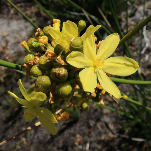 Bobartia indica (Bobartia indica)