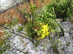 Bobartia indica (Bobartia indica)