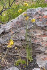 Bobartia indica (Bobartia indica)