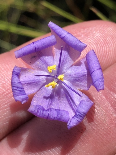 Bobartia lilacina (Bobartia lilacina)