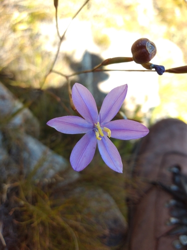 Bobartia lilacina (Bobartia lilacina)