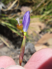 Bobartia lilacina (Bobartia lilacina)