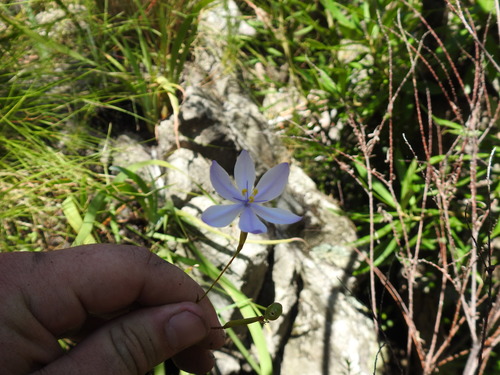 Bobartia lilacina (Bobartia lilacina)