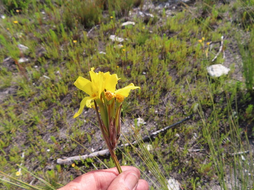 Bobartia longicyma (Bobartia longicyma)