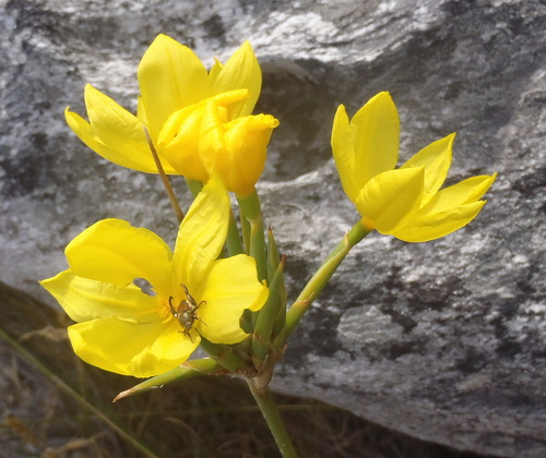 Bobartia longicyma (Bobartia longicyma)