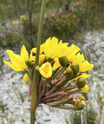 Bobartia longicyma (Bobartia longicyma)
