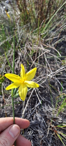 Bobartia longicyma (Bobartia longicyma)