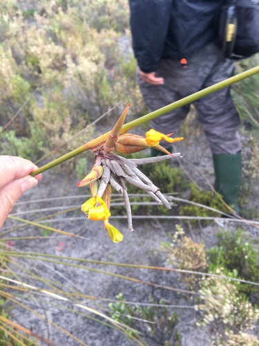 Bobartia longicyma (Bobartia longicyma)