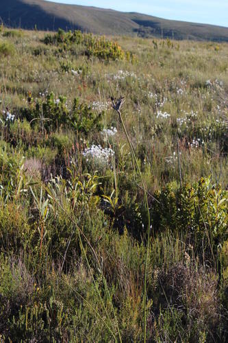 Bobartia longicyma (Bobartia longicyma)