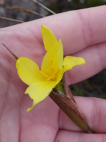 Bobartia longicyma (Bobartia longicyma)