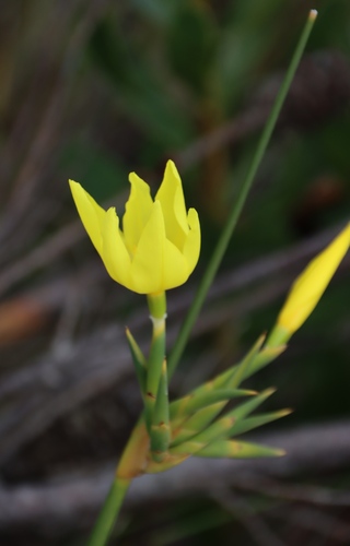 Bobartia longicyma (Bobartia longicyma)