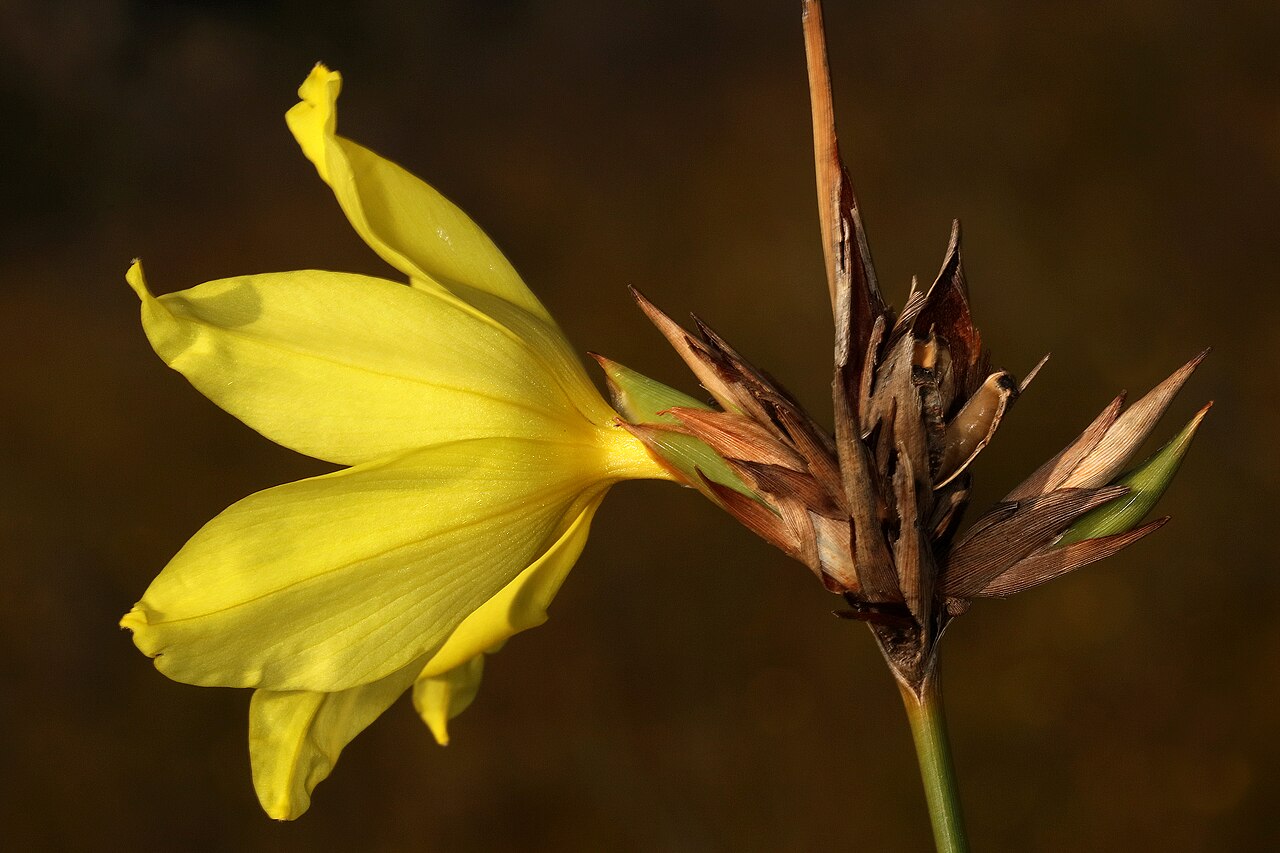 Bobartia macrocarpa: Bobartia macrospatha , flower; Tradouw Pass between Barrydale and Suurbraak, Western Cape, South Africa