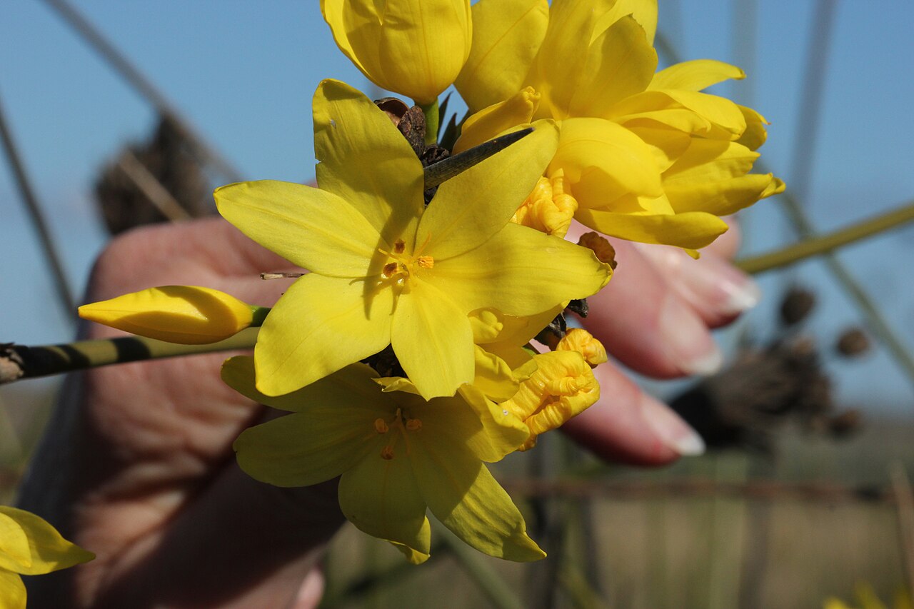 Bobartia orientalis: Inflorescence photographed near Mossel Bay South Africa
