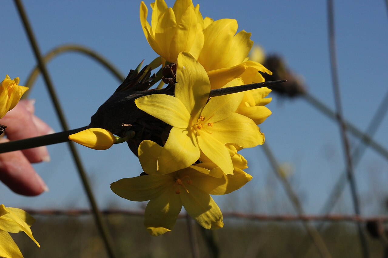 Bobartia orientalis: Inflorescence photographed near Mossel Bay South Africa