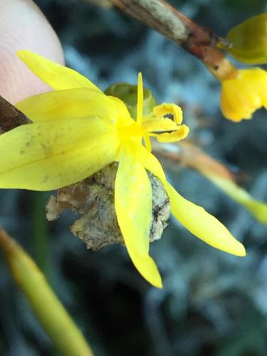 Bobartia paniculata (Bobartia paniculata)