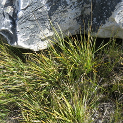 Bobartia paniculata (Bobartia paniculata)