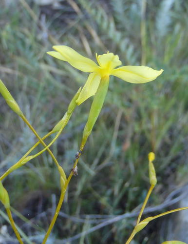 Bobartia paniculata (Bobartia paniculata)