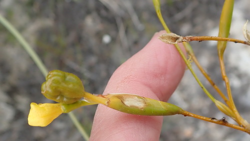 Bobartia paniculata (Bobartia paniculata)