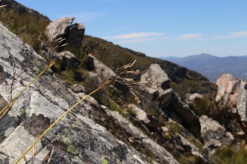 Bobartia paniculata (Bobartia paniculata)