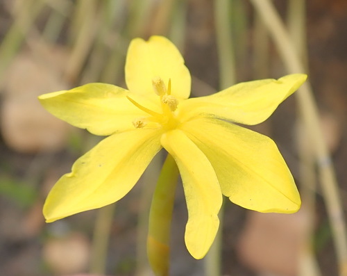 Bobartia paniculata (Bobartia paniculata)