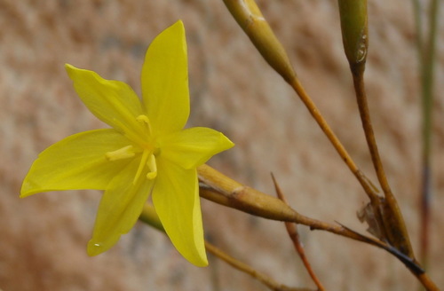 Bobartia paniculata (Bobartia paniculata)