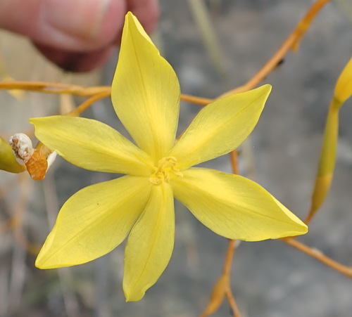 Bobartia paniculata (Bobartia paniculata)