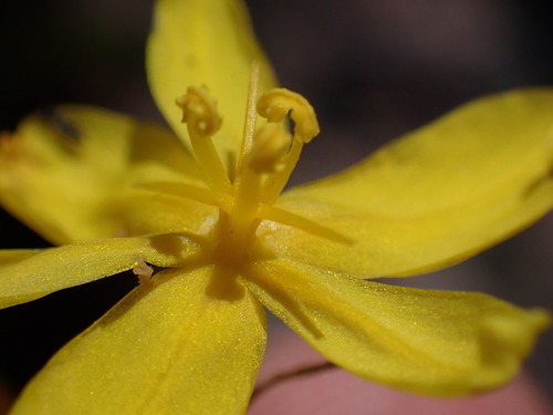 Bobartia paniculata (Bobartia paniculata)