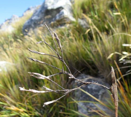 Bobartia paniculata (Bobartia paniculata)