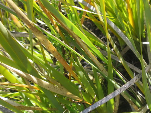 Bobartia paniculata (Bobartia paniculata)