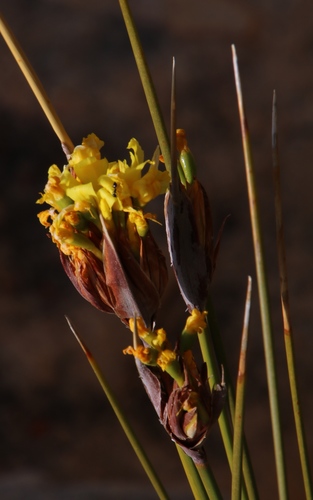 Bobartia rufa (Bobartia rufa)