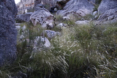 Bobartia rufa (Bobartia rufa)