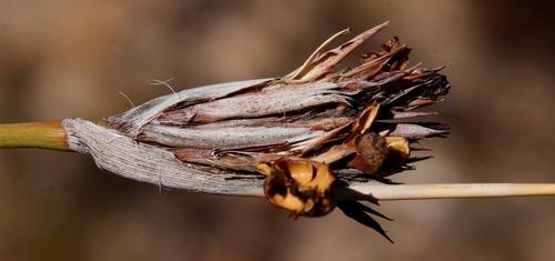 Bobartia rufa (Bobartia rufa)