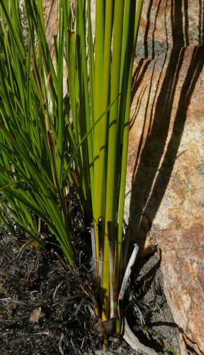 Bobartia rufa (Bobartia rufa)
