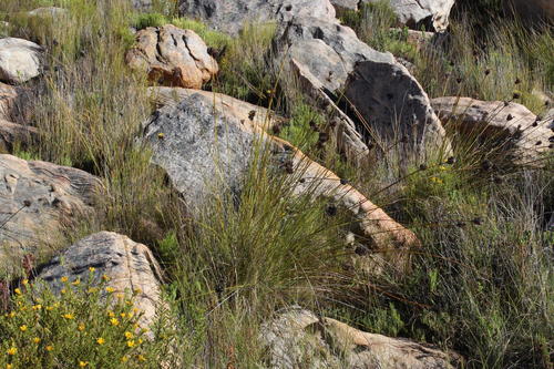 Bobartia rufa (Bobartia rufa)