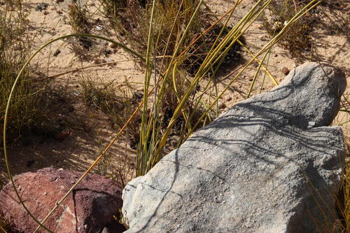 Bobartia rufa (Bobartia rufa)
