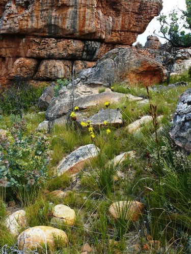 Bobartia rufa (Bobartia rufa)