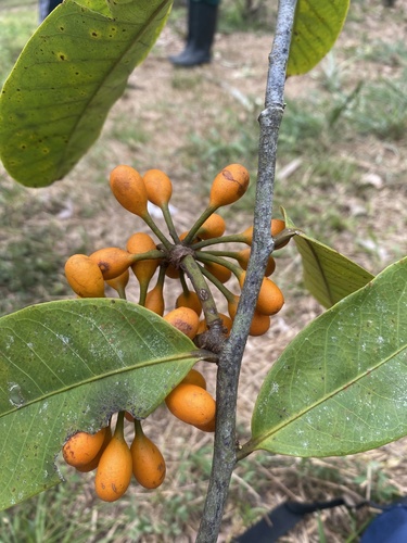 Bocageopsis multiflora (Bocageopsis multiflora)