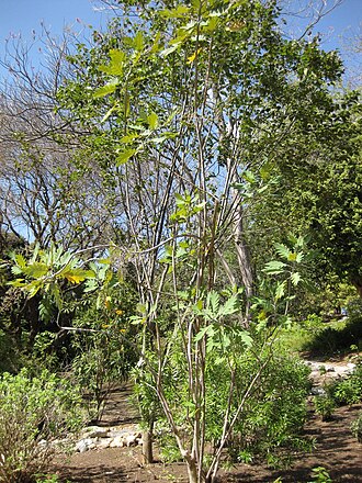 Bocconia arborea: This photo is from Gardenology.org and is available under CC-BY-SA 3.0 license. If you use it, please include attribution to Gardenology.org, with a link if the