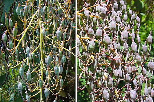 Bocconia arborea: A mesoamerican shrub known as Llora Sangre (crying tears of blood) due to the reddish coloration of its cascading pods. In context at www.dixpix.ca/meso_america